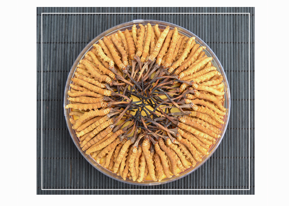 深圳虫草回收价格