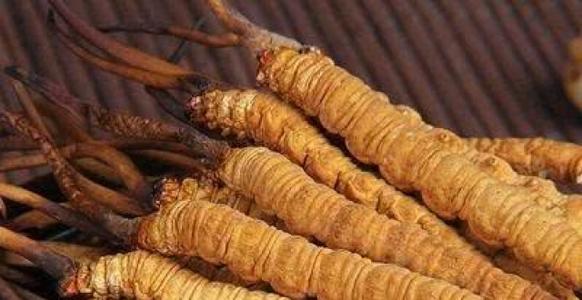 宝安波记虫草回收价格