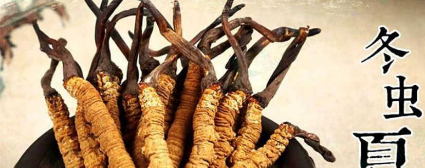 虫草回收价格