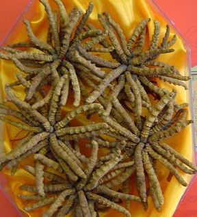 24年惠州虫草回收行情价格