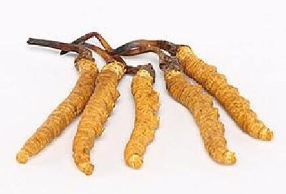 珠海虫草回收实体档口在哪里 珠海虫草回收实体档口在哪里