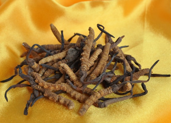 石龙虫草回收价格