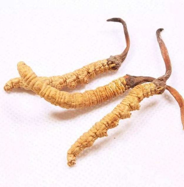 珠海虫草回收商家联系方式