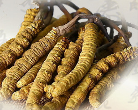 清远同同仁堂礼盒装虫草回收价格