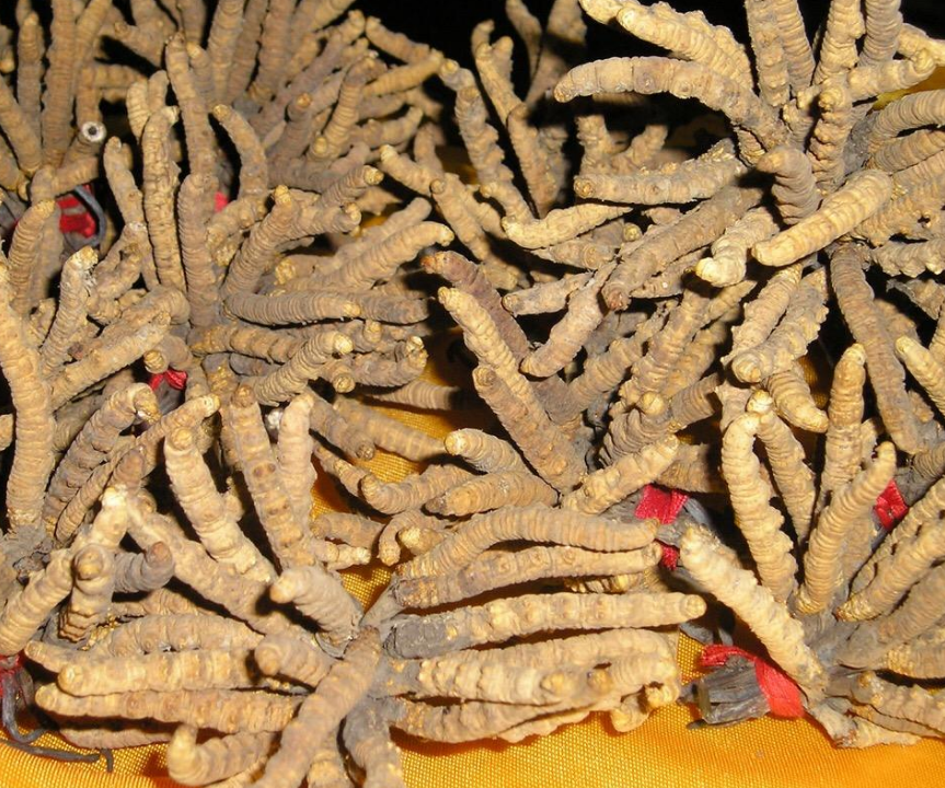 珠江新城虫草回收价格