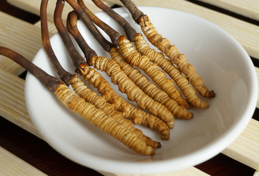 石碣虫草回收价格