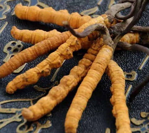 珠江新城虫草回收价格