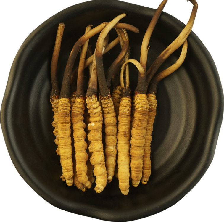 石碣虫草回收多少钱