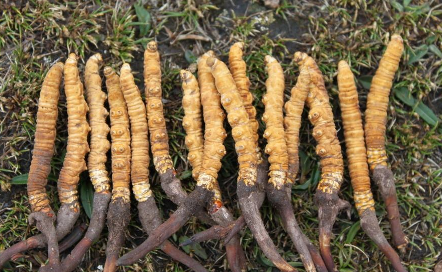 石碣虫草回收价格