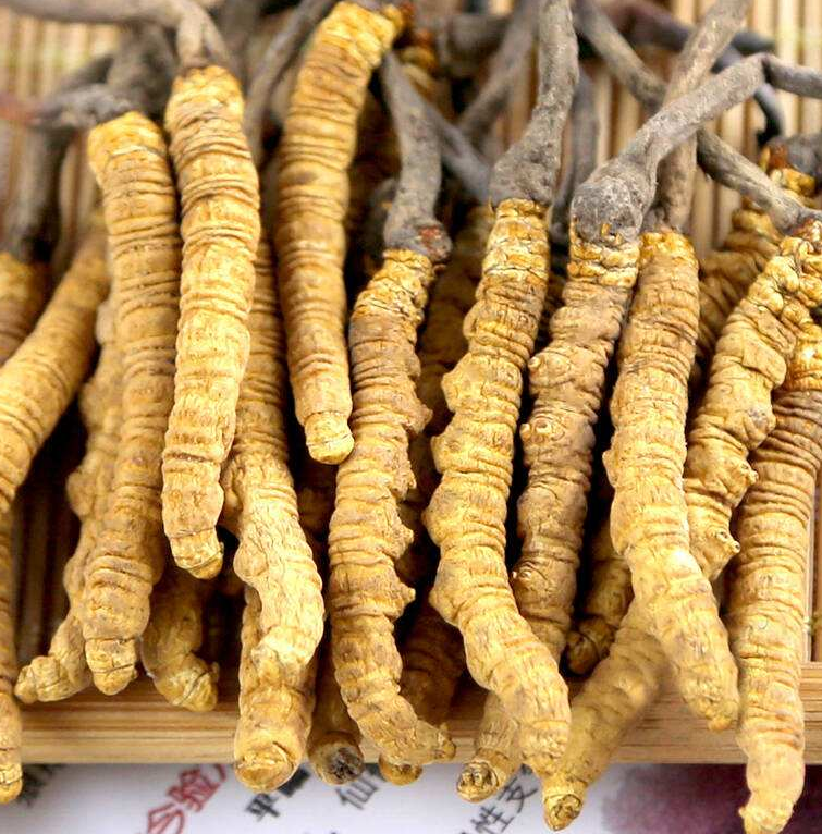 深圳虫草回收网