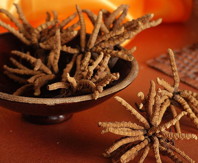 石龙虫草回收价格