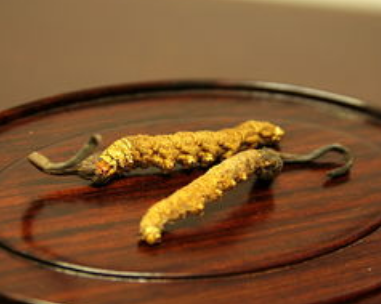 白云虫草回收网