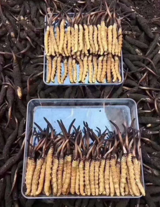 黄埔虫草回收价格