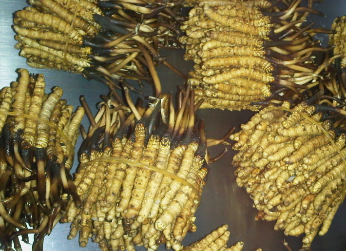 石龙虫草回收价格