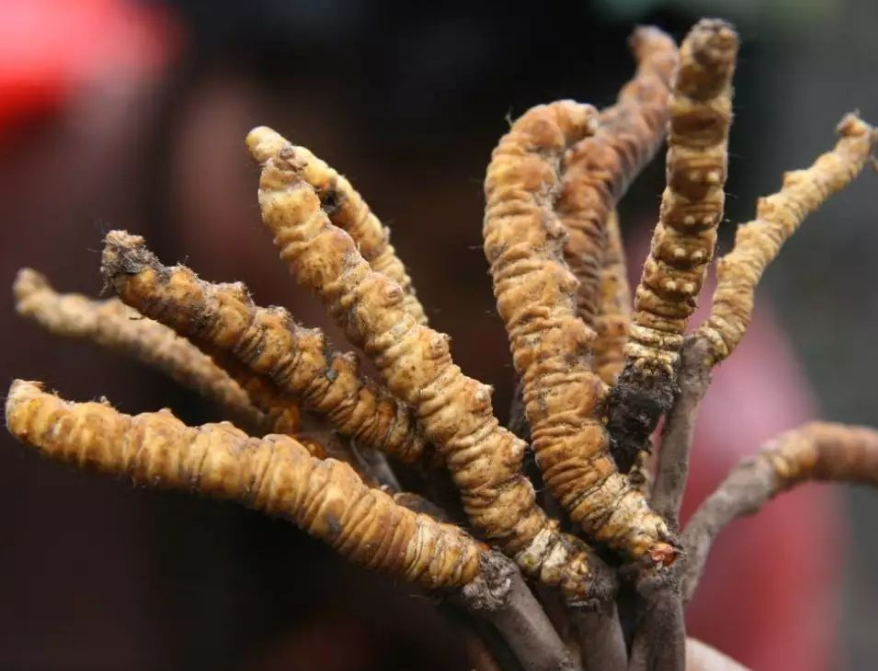 石龙虫草回收价格