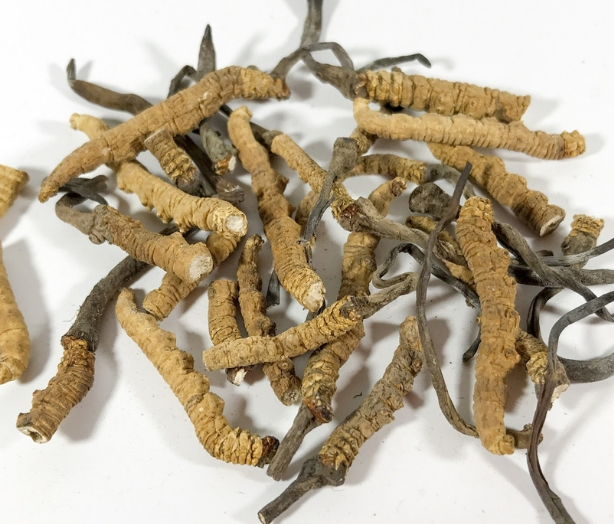 石龙虫草回收多少钱