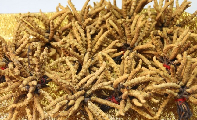 荔湾虫草回收网