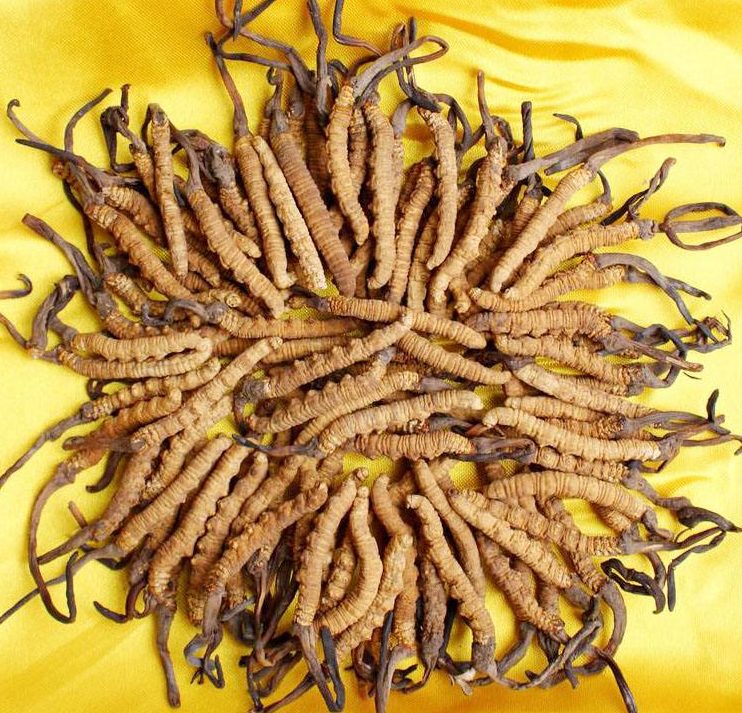 企石虫草回收价格