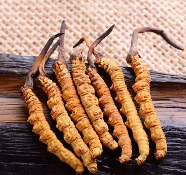 黄埔虫草回收价格