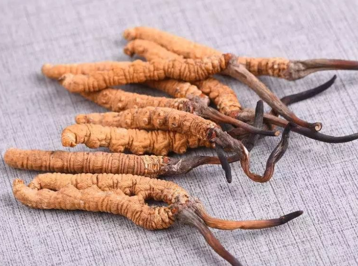 荔湾虫草回收网