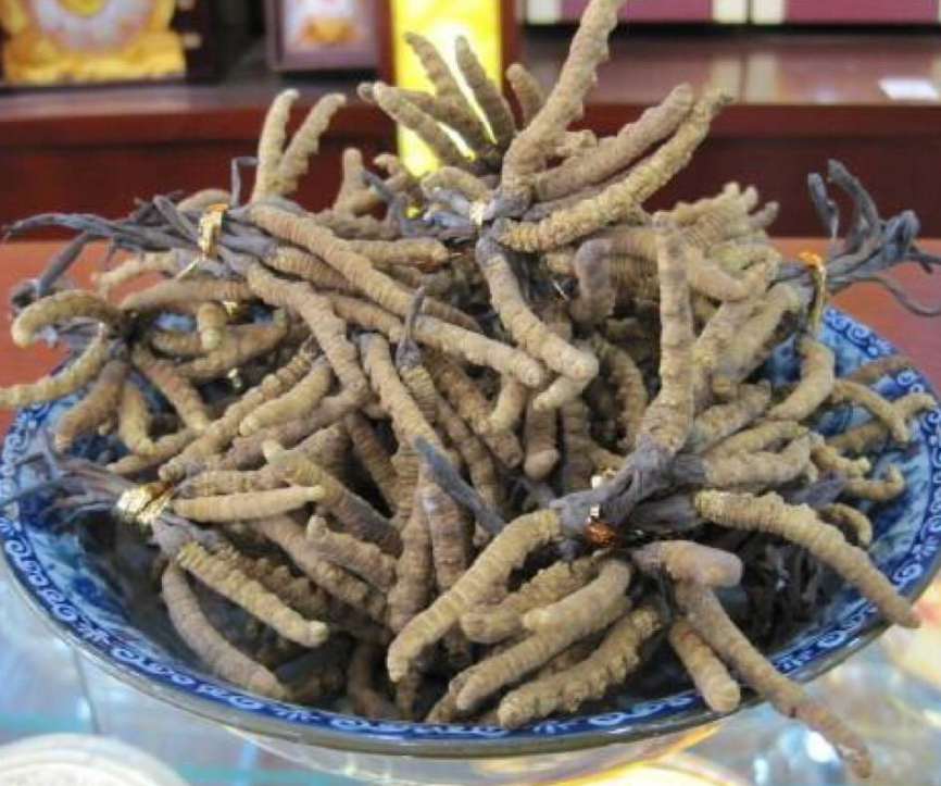 越秀虫草回收多少钱