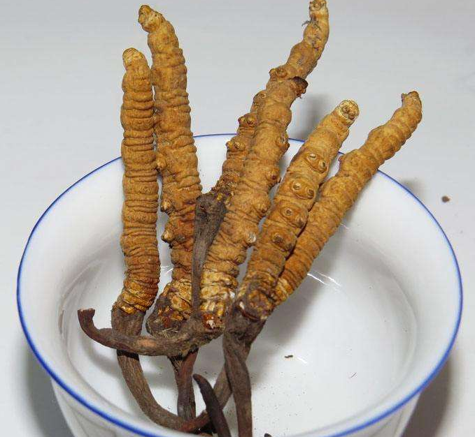 广州虫草回收价格