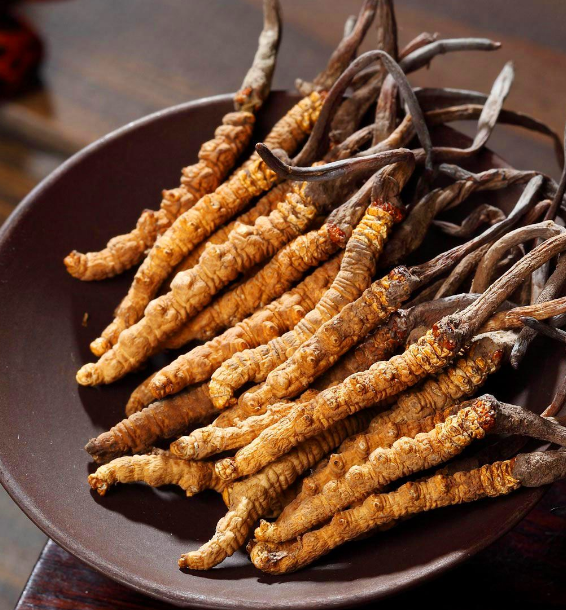 花都虫草回收网