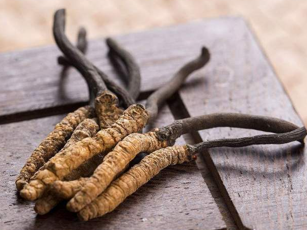 深圳虫草回收网