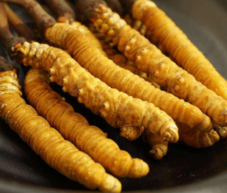 花都虫草回收网