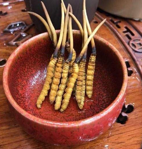 广州虫草回收价格