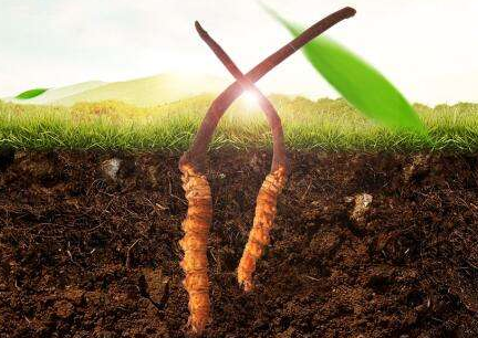 大鹏虫草回收价格