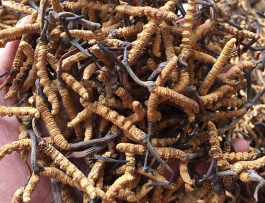 大朗虫草回收商家