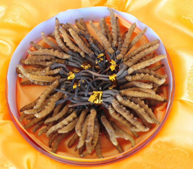 花都虫草回收商家