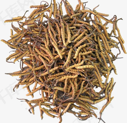 天河虫草回收网