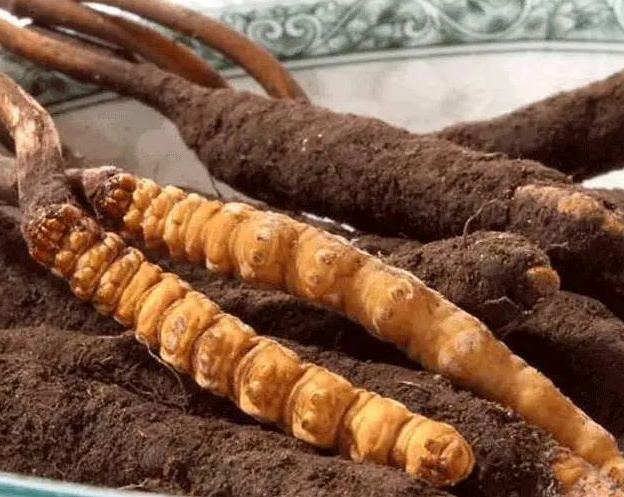 高埗虫草回收商家